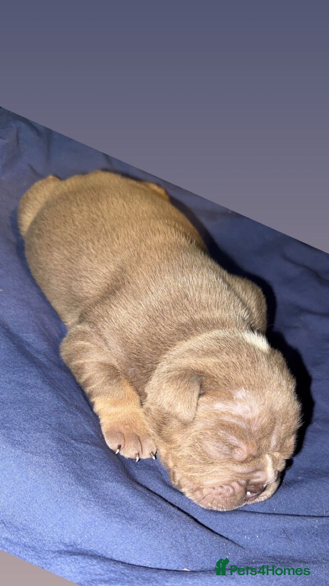 English Bulldog dogs for sale: Lilac tri english bulldogs  - Advert 6