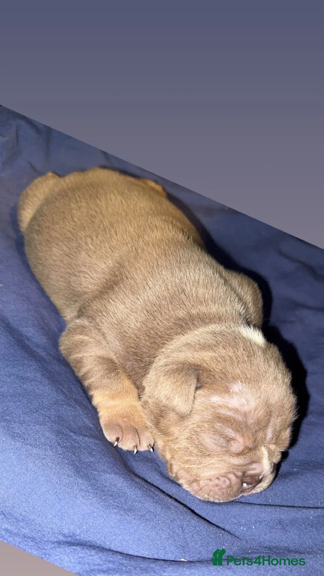 English Bulldog dogs for sale: KC English Bulldog - ready to go - Advert 14