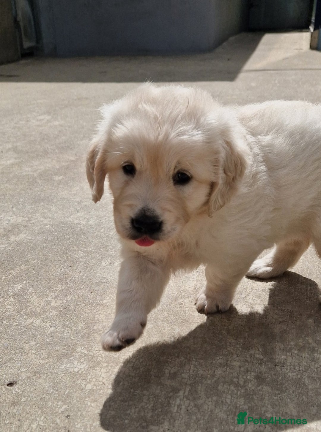 Golden Retriever dogs for sale: Golden Retriever puppies - Image 6