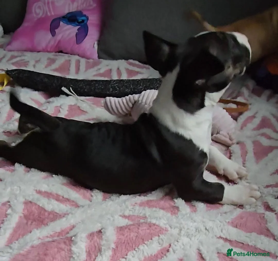 English Bull Terrier dogs for sale: Top Quality KC registered health checked - Advert 8