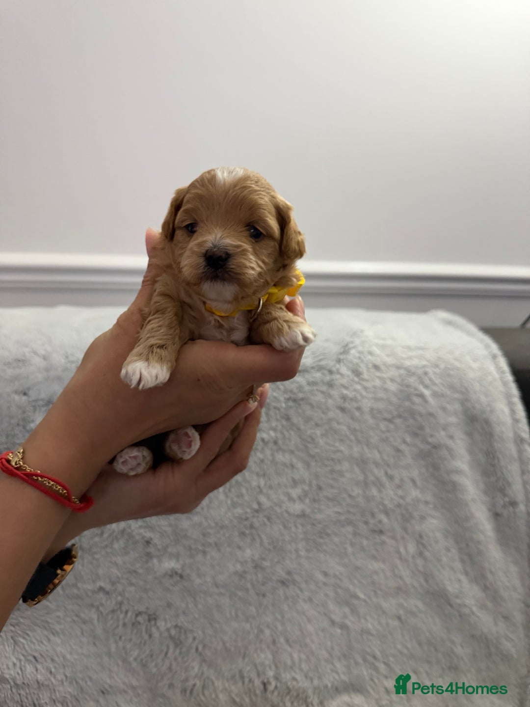 Maltipoo dogs for sale: Beautiful Tiny Maltipoo Tree girls 🐶🐾💝💝💝 - Advert 12