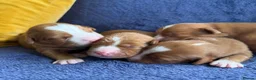 Nova Scotia Duck Tolling Retriever dogs for sale: Beautiful Toller puppies from champion bloodlines - Advert 17
