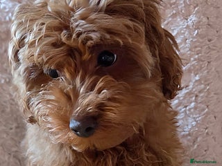 Maltipoo dogs red toy maltipoos, only 1 little boys left. - Advert 2