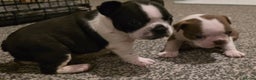 Boston Terrier dogs for sale: Stunning KC Reg Boston Terrier last girl left - Advert 8