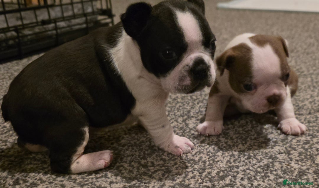 Boston Terrier dogs for sale: Stunning KC Reg Boston Terrier last girl left - Advert 8