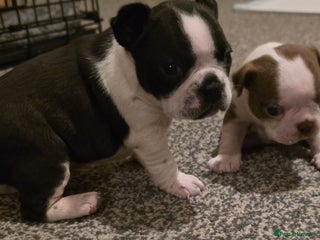 Boston Terrier dogs Stunning KC Reg Boston Terrier4 girls available - Advert 4