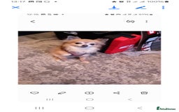Chihuahua dogs for sale: CHIHUAHUA  - Image 6