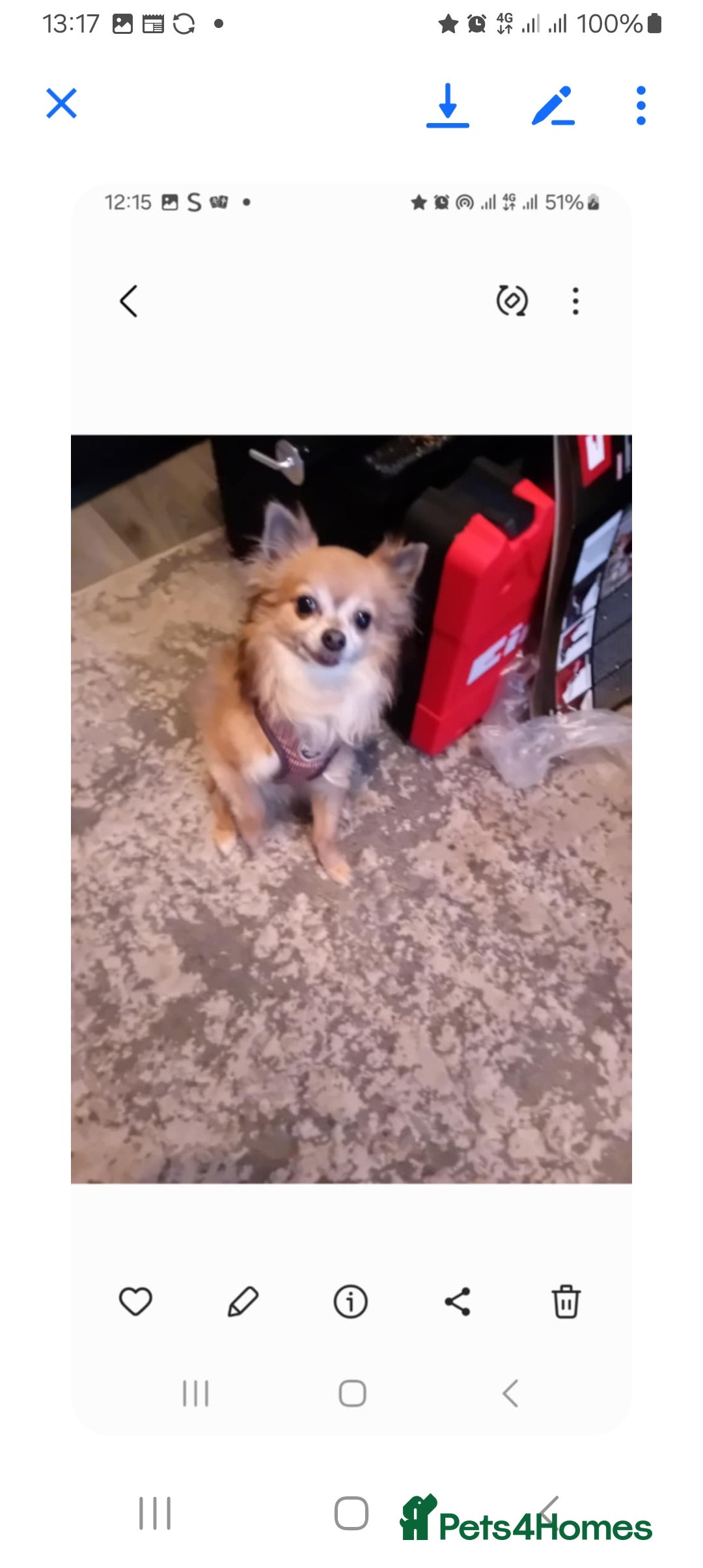 Chihuahua dogs for sale: CHIHUAHUA  - Image 6