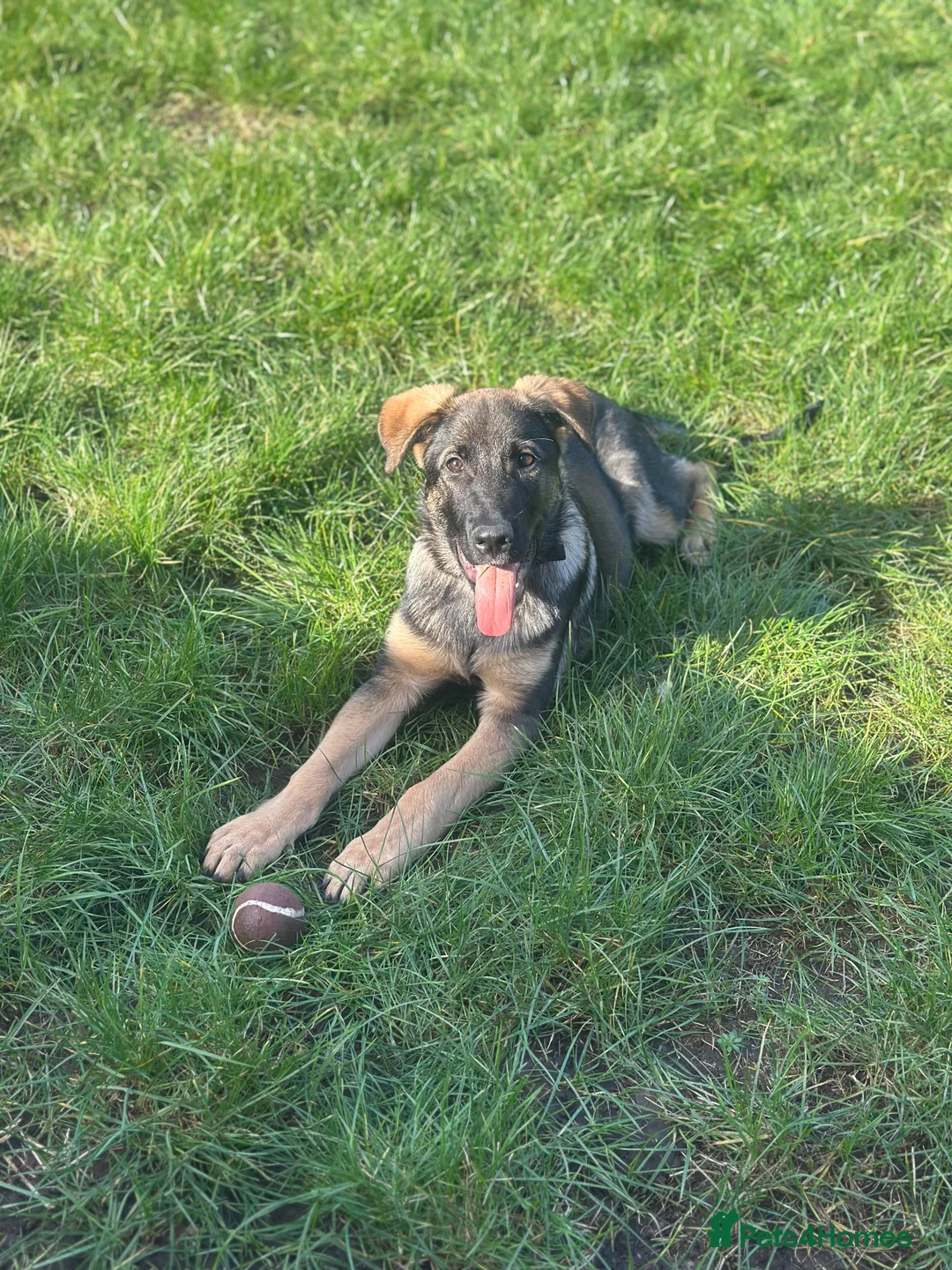 German Shepherd dogs for sale: Make German shepherd puppy in Peterborough - Advert 1