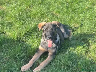 German Shepherd dogs Make German shepherd puppy in Peterborough - Advert 1