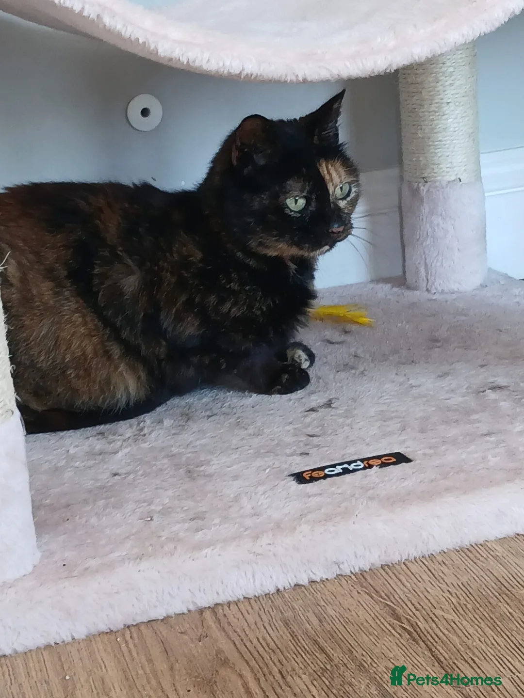 Mixed Breed cats for adoption: Emilie for adoption in Waterlooville - Advert 4