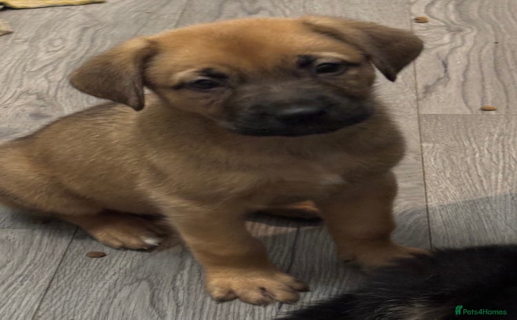 Mixed Breed dogs in Sheerness - Advert 2