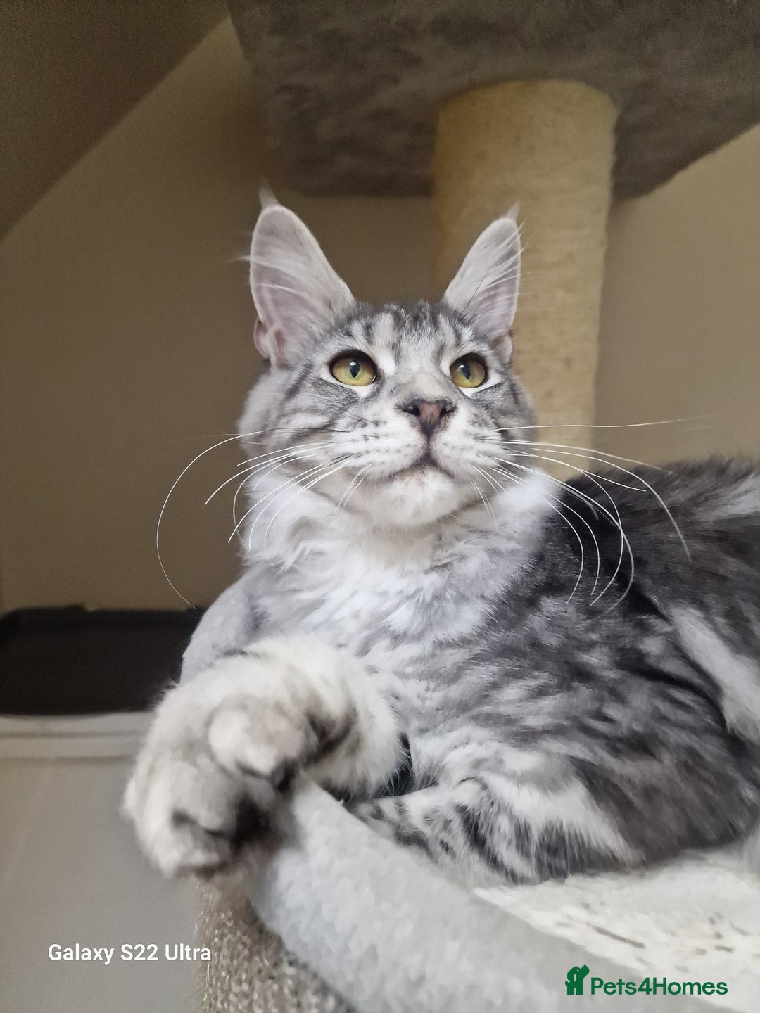 Maine Coon cats for sale: 🎀Pure maine coon female🎀 - Advert 14