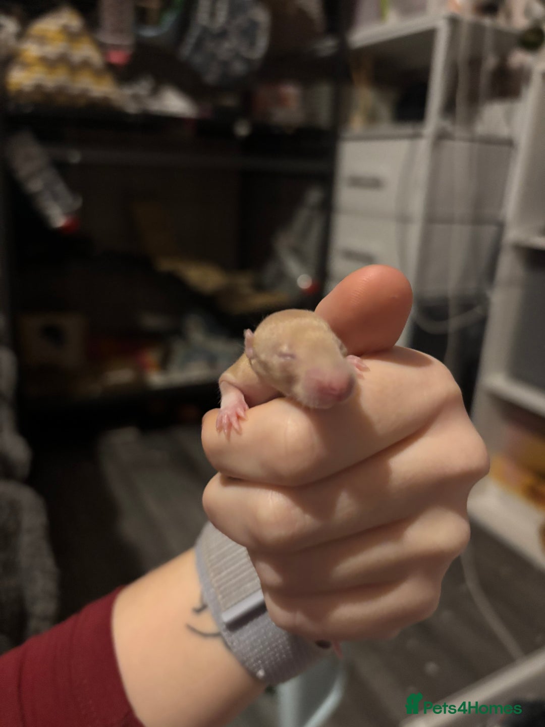 Rat rodents for sale: BABY RATS FOR SALE ( end of jan / start of feb) - Advert 14