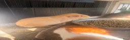 Guinea Pig rodents for sale: Last 4 left, next litter ready to leave 13th july - Advert 13