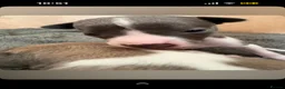 Whippet dogs for sale: litter of 8 pups 5x boys 3x bitches  - Advert 7
