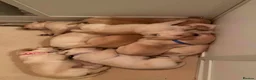 Labrador Retriever dogs for sale: KC Reg Labrador Puppies 🐾 Beautiful litter of 9  in Poulton-le-Fylde - Advert 7