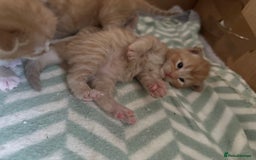 Domestic Shorthair cats for sale: 6 ginger kittens for sale - Image 11
