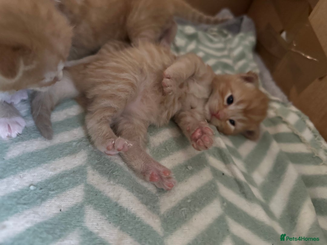 Domestic Shorthair cats for sale: 6 ginger kittens for sale - Image 11
