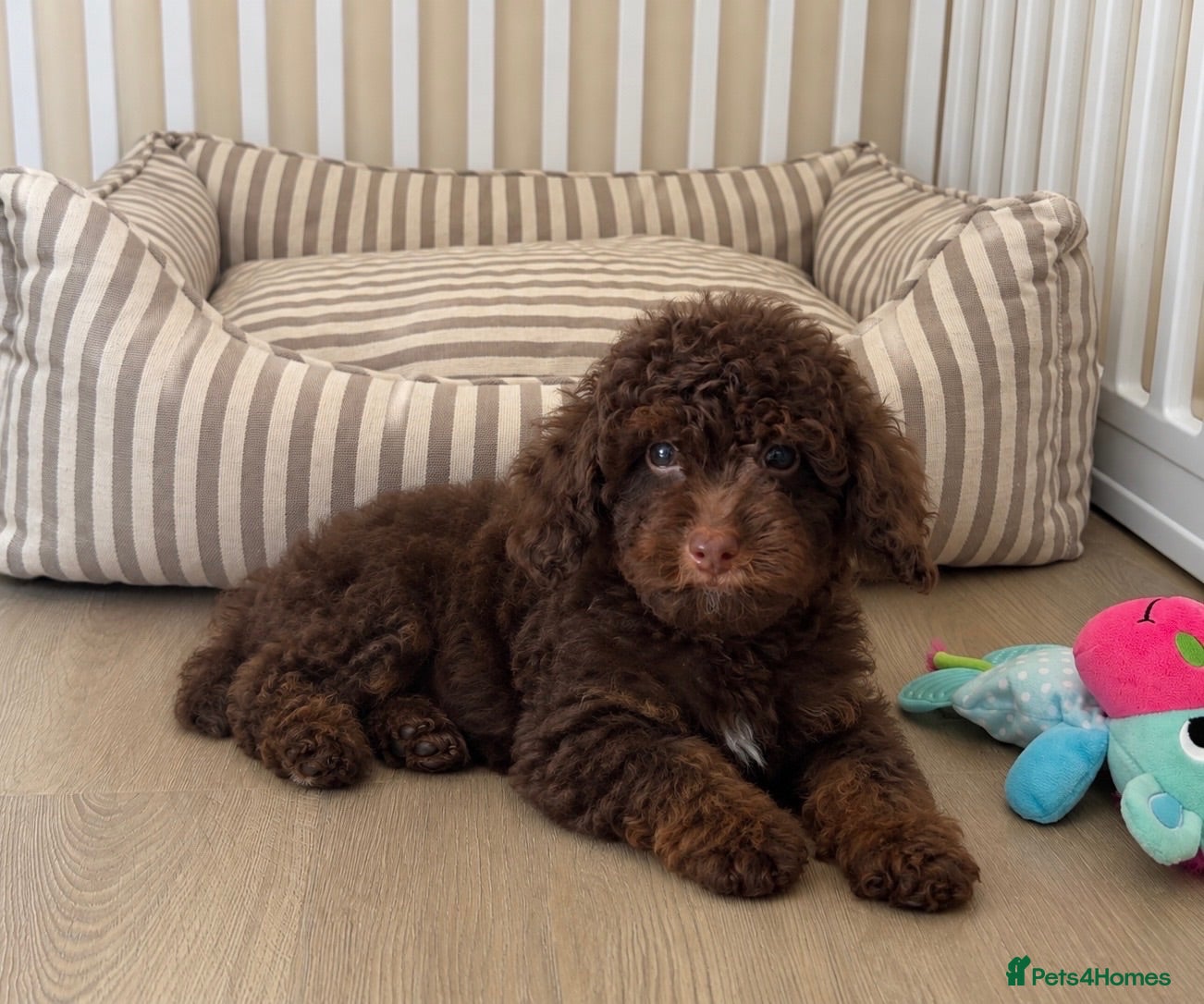 Toy Poodle dogs  Toy poodle chocolate phantom boy - Advert 1
