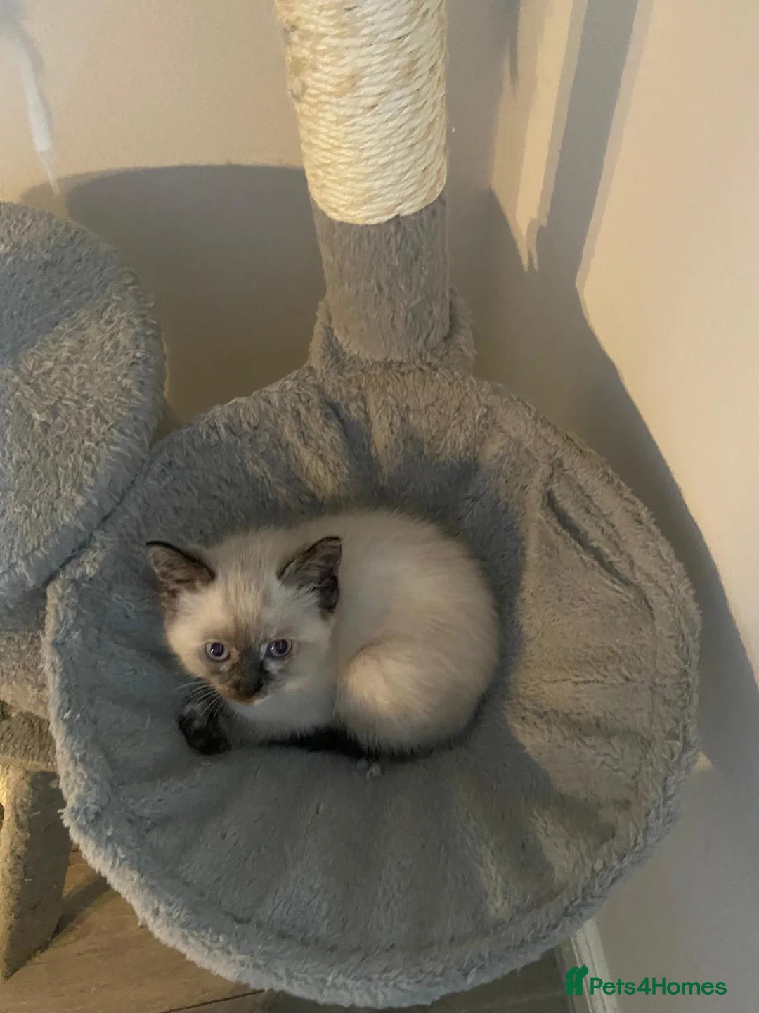 Mixed Breed cats for sale: Half-Ragdoll Kittens for Sale ❤️ - Advert 15
