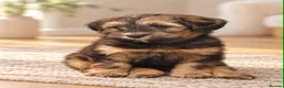 Mixed Breed dogs for sale: One off litter of Stunning coloured Maltipoos - Advert 2