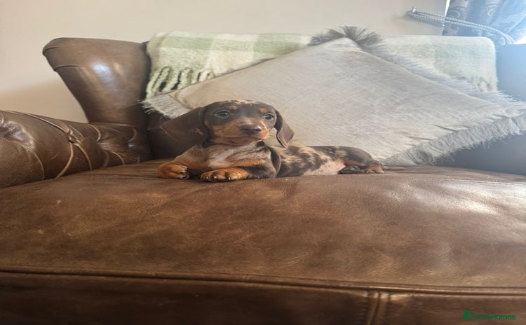 Miniature Dachshund dogs - Advert 13