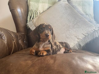 Miniature Dachshund dogs - Advert 34