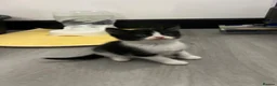 Mixed Breed cats for sale: Adorable kittens for sale  - Advert 4
