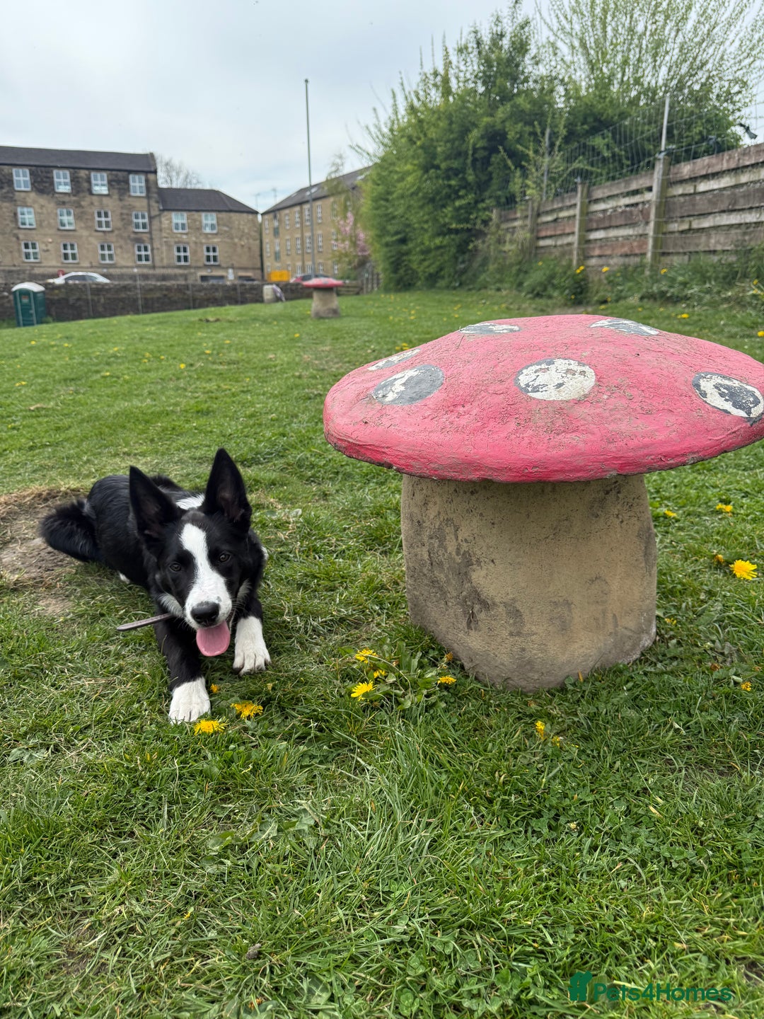 Border Collie dogs for sale: BORDER COLLIE / 7 months old  - Image 4