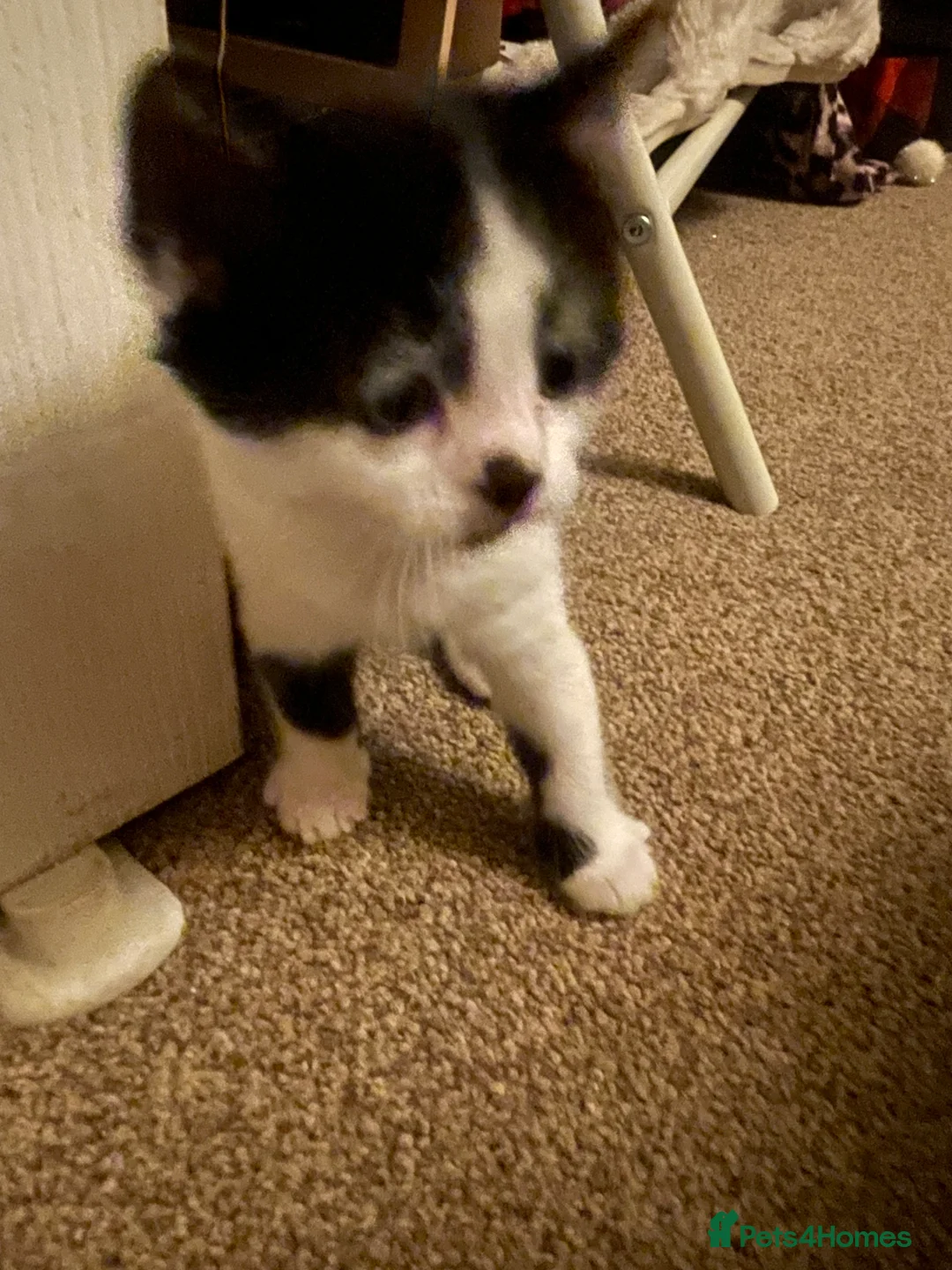 Mixed Breed cats for sale: Two beautiful spotty kittens - Advert 9