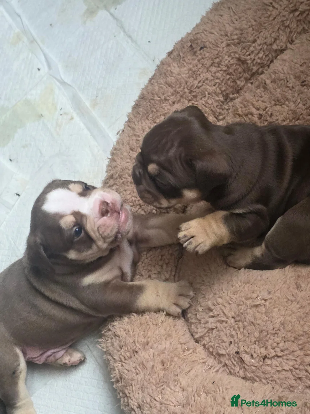 English Bulldog dogs for sale: Stunning DWKC Registered English Bulldog Puppies in Leeds - Advert 2