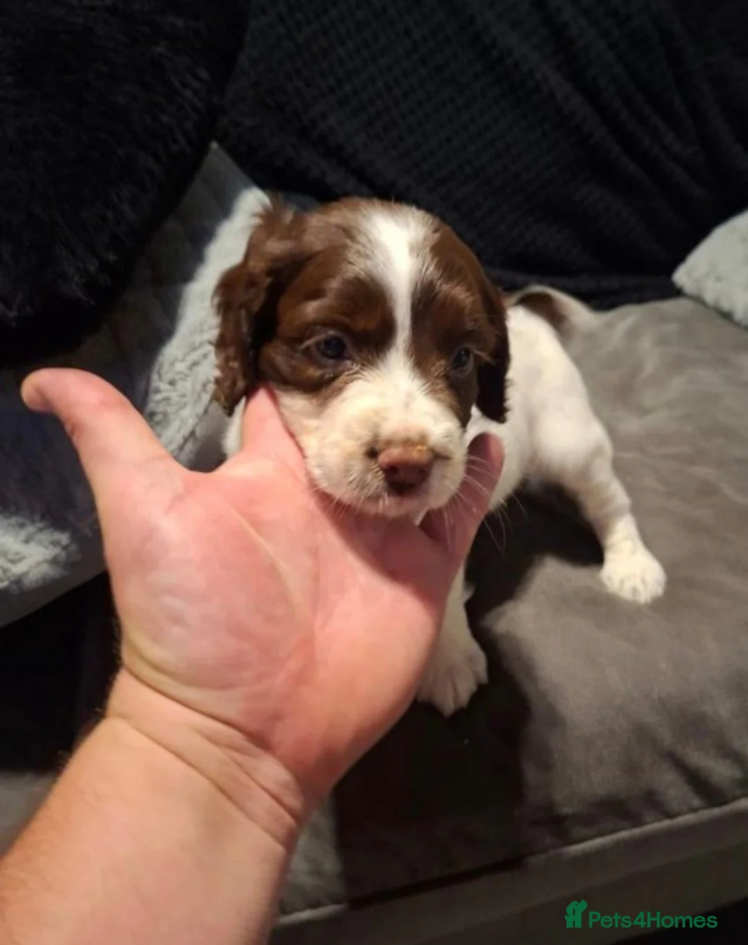Cocker Spaniel dogs for sale: Cocker Spaniel Puppies. - Advert 2