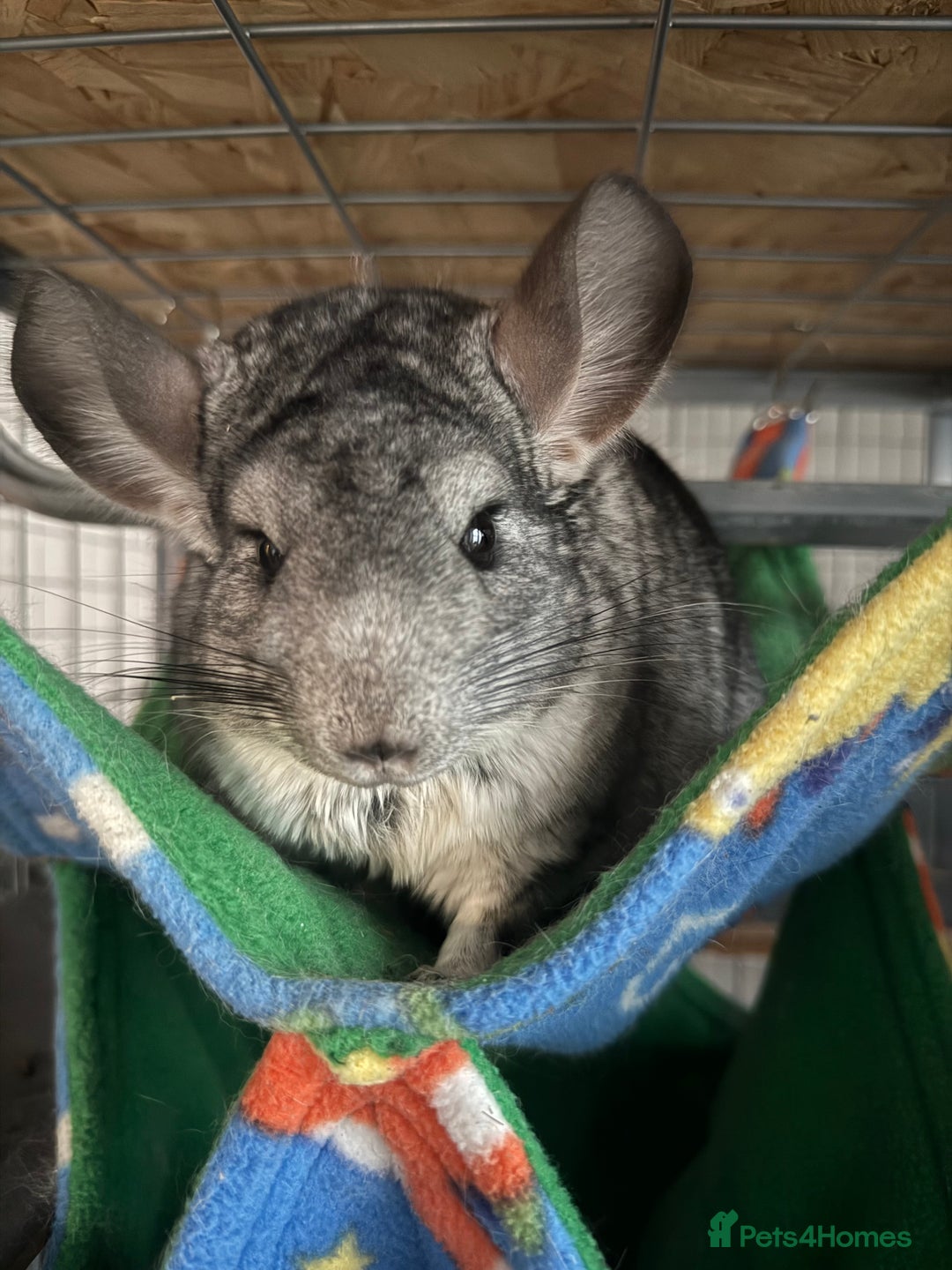 Chinchilla rodents for sale: 3 Chinchillas (family) - Image 17