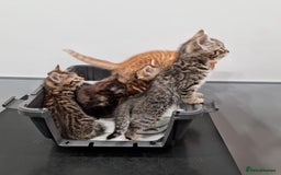 Bengal cats for sale: Gorgeous Bengal / Persian X kittens - Image 9