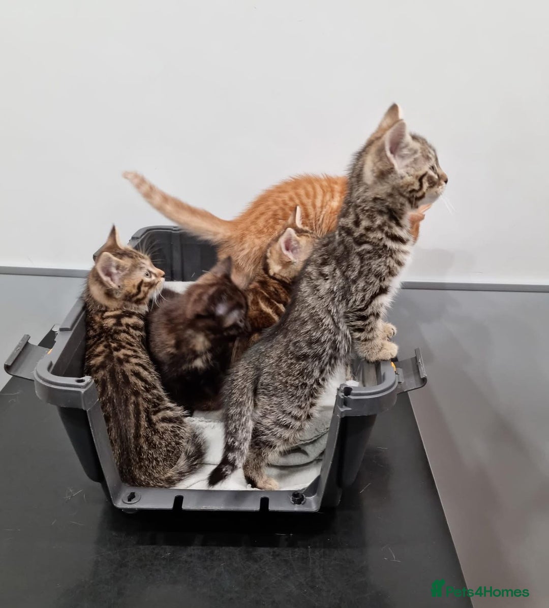 Bengal cats for sale: Gorgeous Bengal / Persian X kittens - Image 9