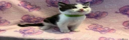 Mixed Breed cats for sale: 3 GORGEOUS KITTENS LEFT READY TOMORROW  - Advert 3
