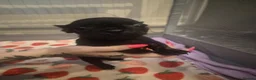 French Bulldog dogs for sale: Puppies  in Salford - Advert 8