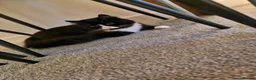 British Longhair cats for sale: Long hair black and white female  - Advert 2