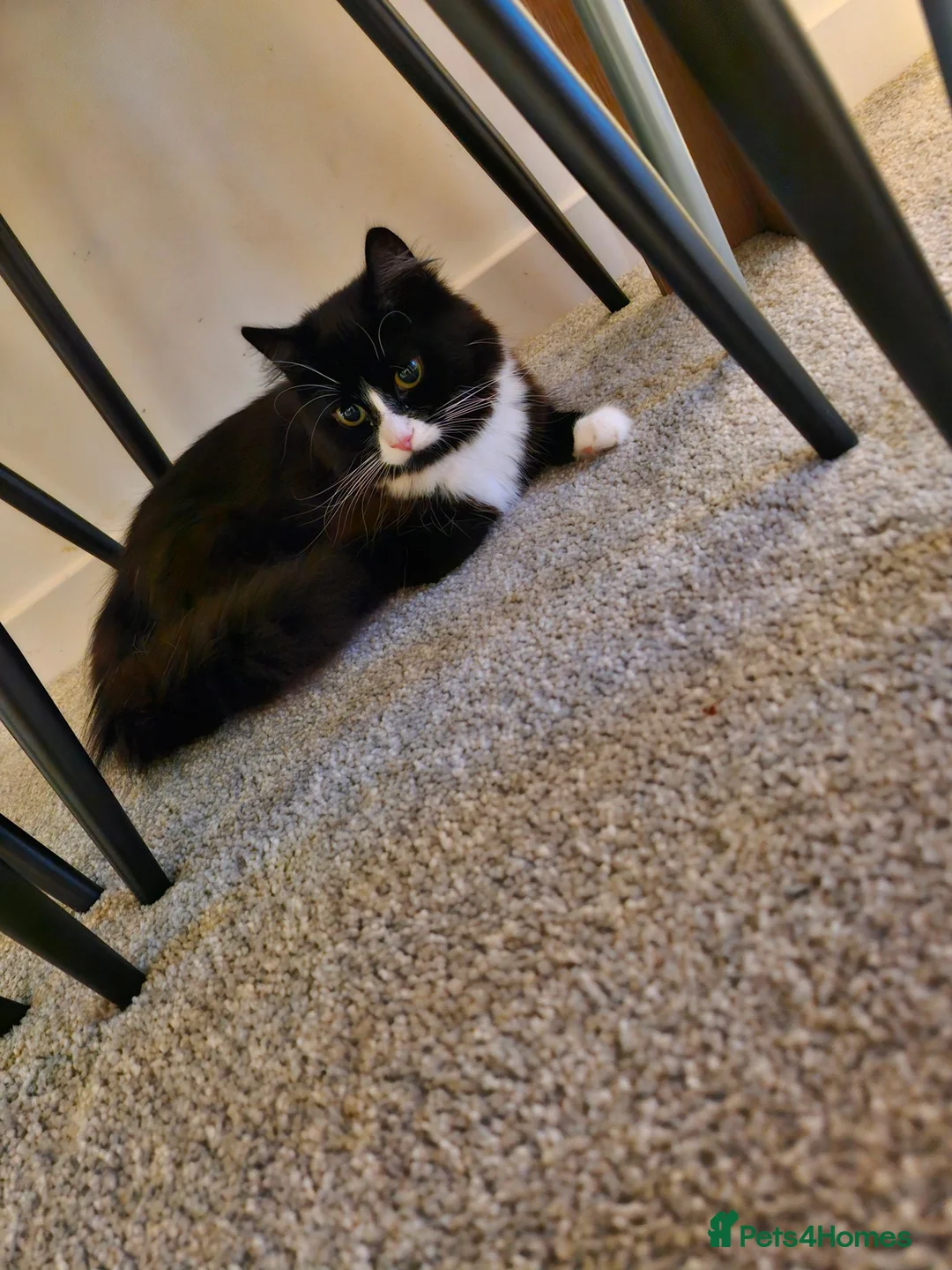 British Longhair cats for sale: Long hair black and white female  - Advert 2