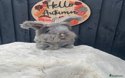Angora rabbits for sale: Angora max faced bunny  - Image 5