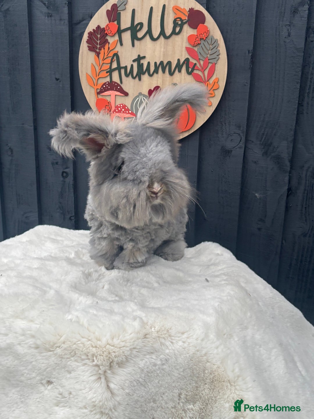 Angora rabbits for sale: Angora max faced bunny  - Image 5