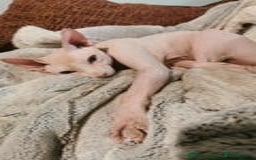 Sphynx cats for sale: Sphynx little naked babies - Image 16