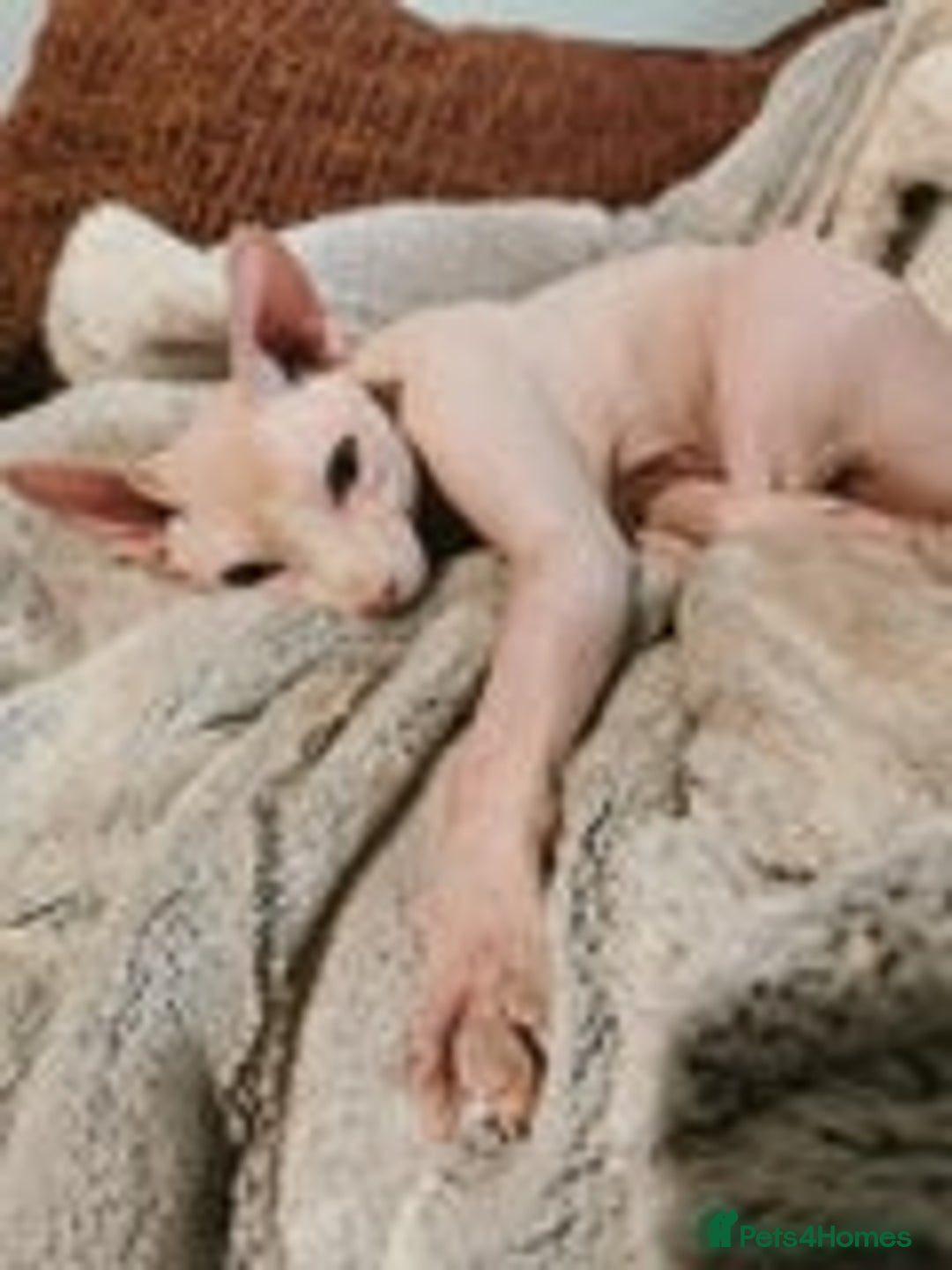 Sphynx cats for sale: Sphynx little naked babies - Image 16