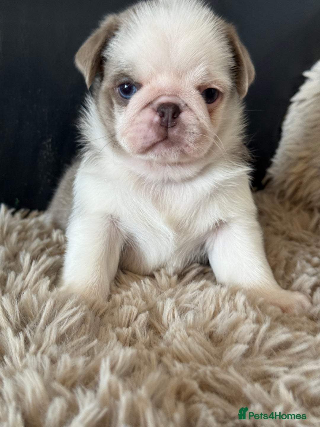 Pug dogs for sale: Stunning litter lilac tans and lilac tan pandas - Image 32