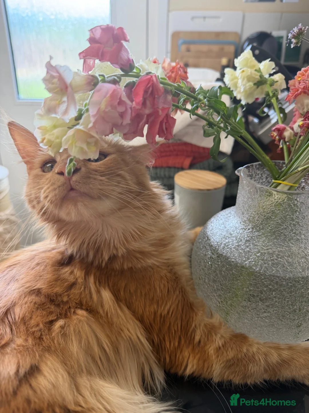 Maine Coon cats for sale: Ginger female Maine coone pure breed in Ledbury - Advert 4