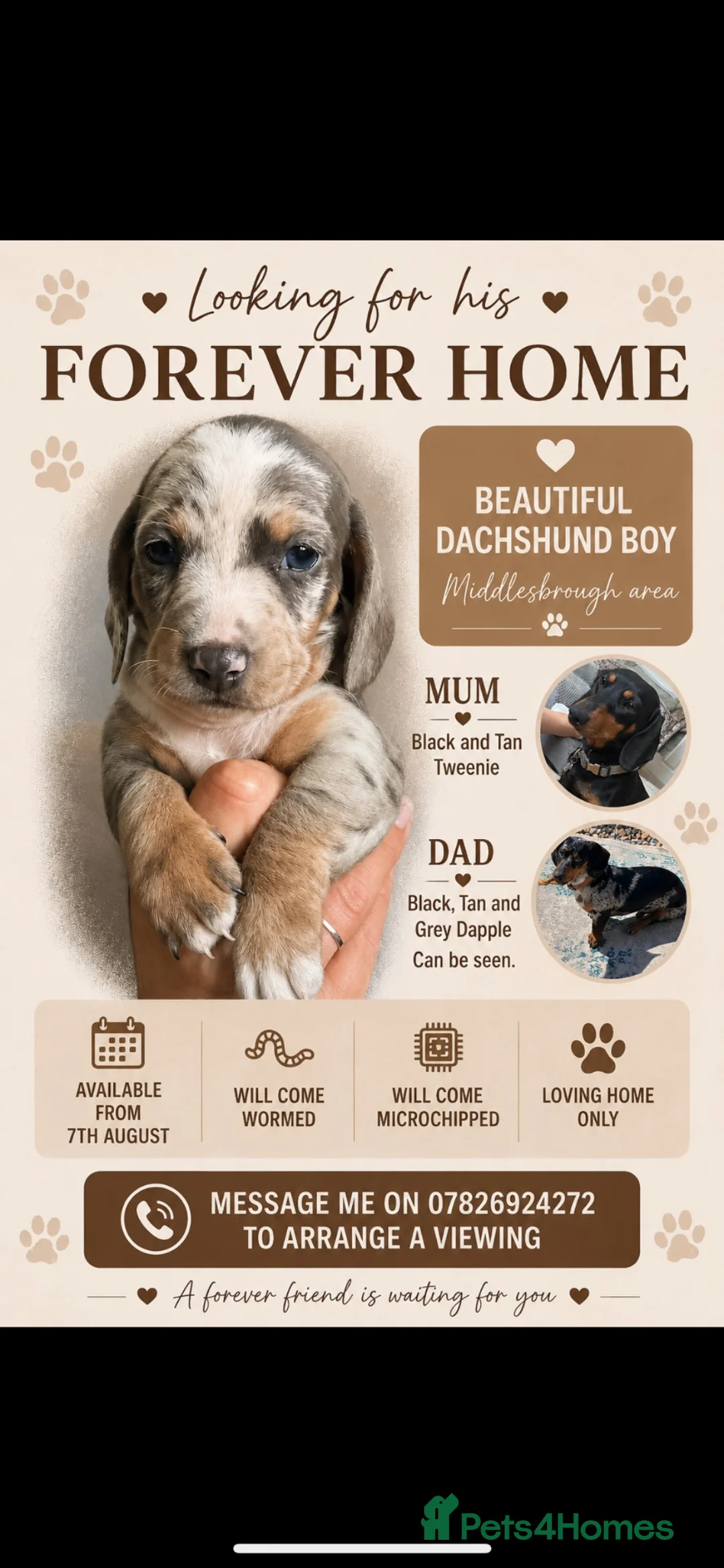 Dachshund dogs for sale: Dachshunds  - Advert 13