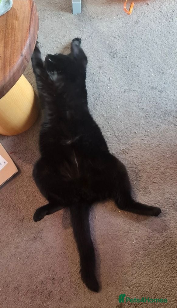 Mixed Breed cats Calm & Peaceful Male Adult Cat Needs New Home - Advert 2