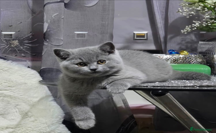 British Shorthair cats Full pedigree TICA BSH - Advert 6
