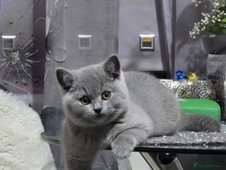 British Shorthair cats for sale - Advert 1